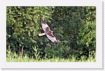 Ruskosuohaukka Western Marsh Harrier * 1830 x 1151 * (1.75MB)